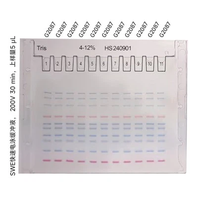 4-12% Tris SwePAGE prethodno lijevani gel (11-dobro)